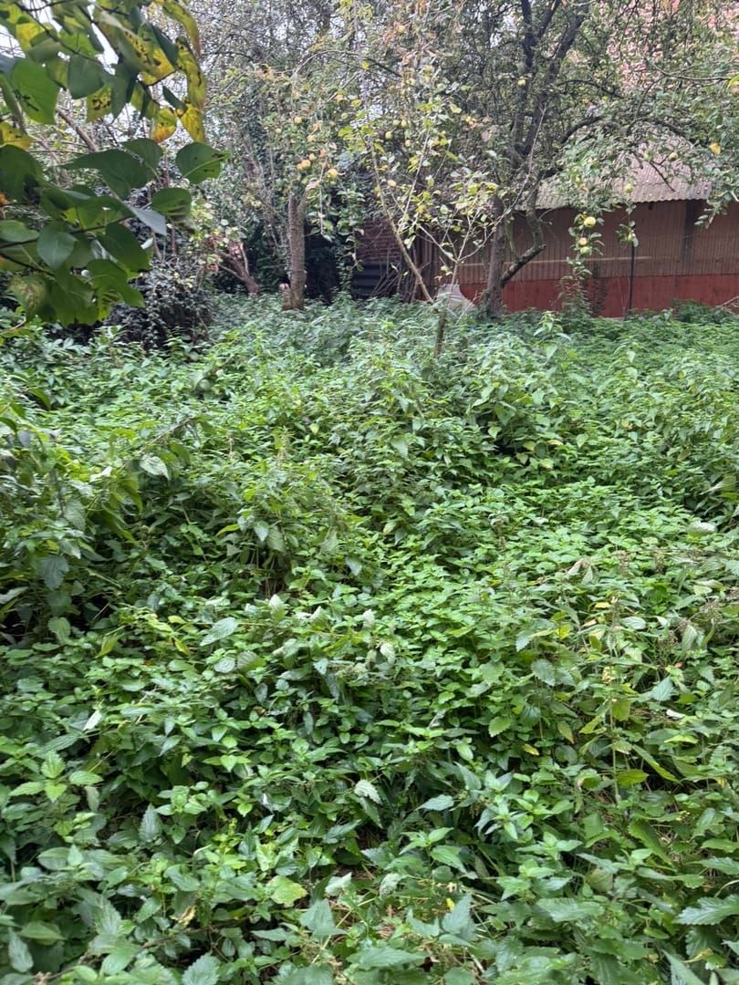 Nettoyage de jardin - Image 1